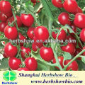 HS-Ruiyou301 F1 Hybrid red Cherry Tomato seeds for sale